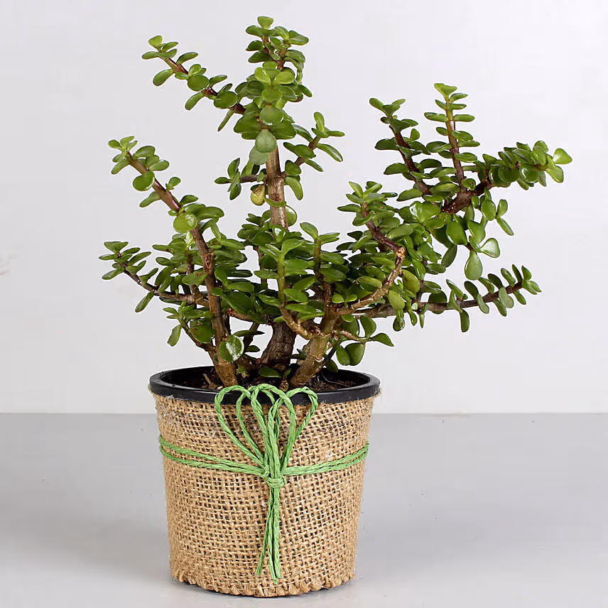 Jade Plant & Chocolate Cake