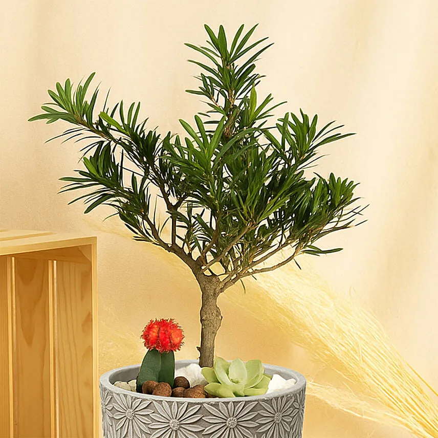Buddhist Pine Plant Bonsai Garden