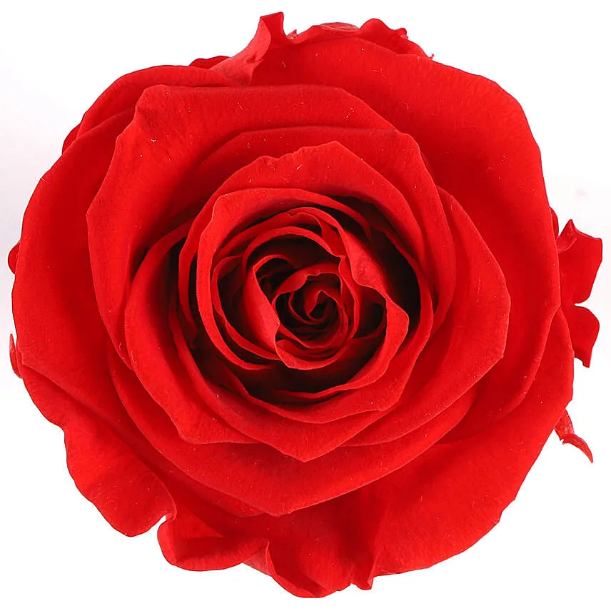 Forever Red Rose Box With I Love You Table Top For Valentines