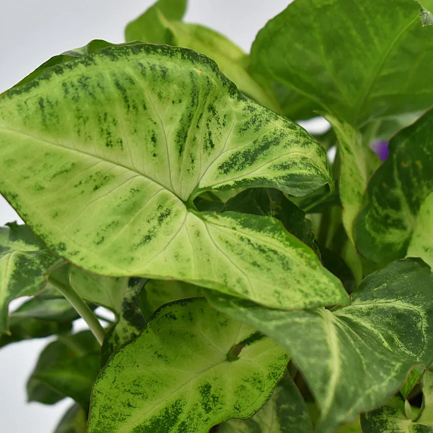 Awesome Dad Syngonium Plant