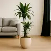 Elegant Evergreen Dracaena in Stylish Cement Pot