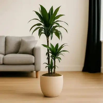 Elegant Evergreen Dracaena in Stylish Cement Pot