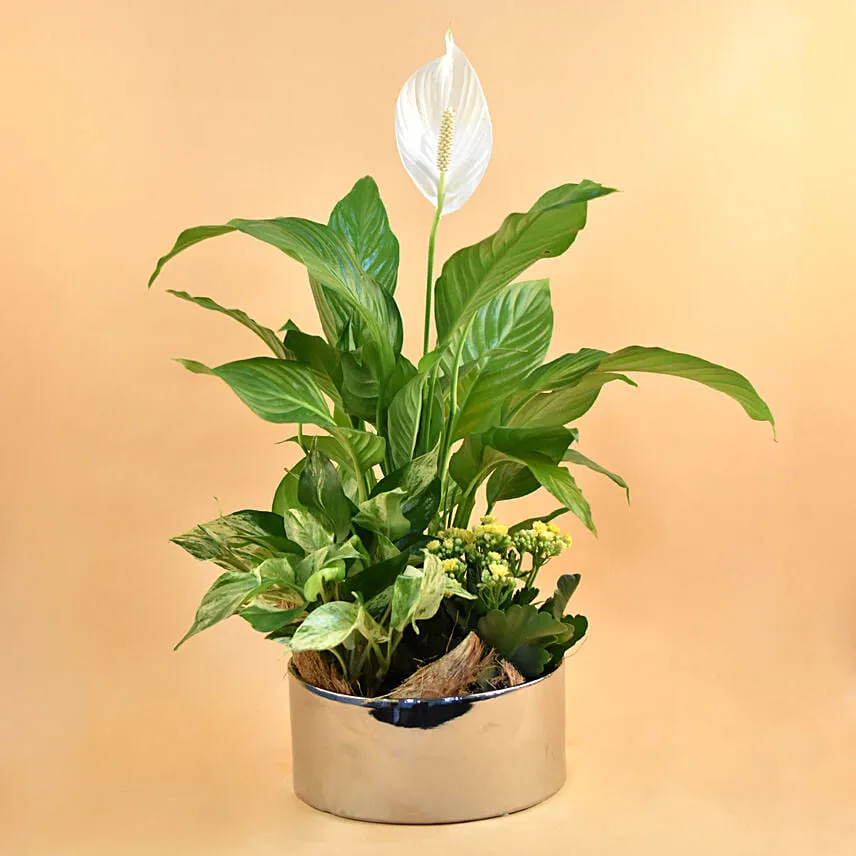 Green Flowering Plants In Silver Vase