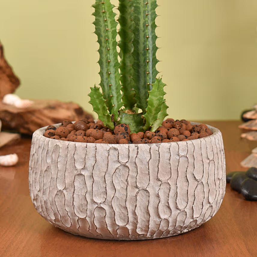 Trigona Cactus in a Textured