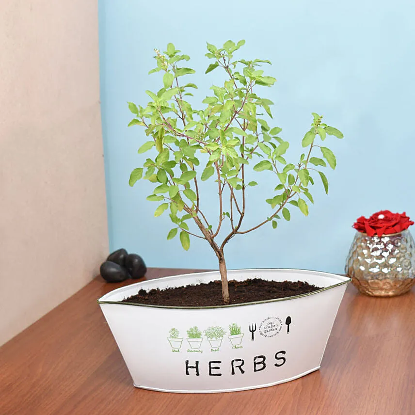 Tulsi Plant in Metal Planter