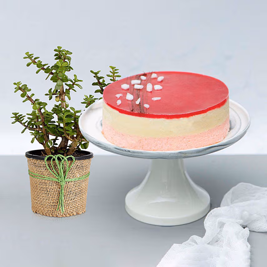 Raspberry Lychee Rose Cake With Beautiful Jade Plant