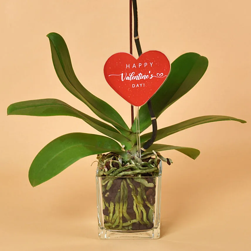 White Orchid Single Stem For Valentine