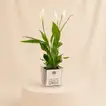 Heartfelt Peace Lily Gift for Dad
