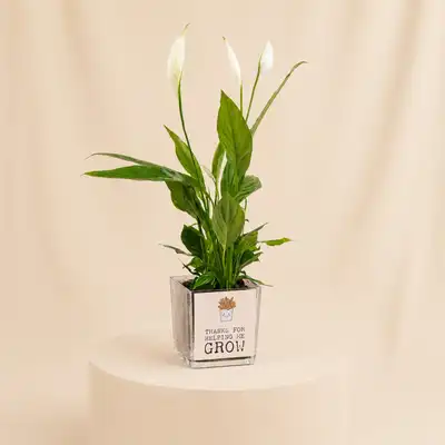 Heartfelt Peace Lily Gift for Dad