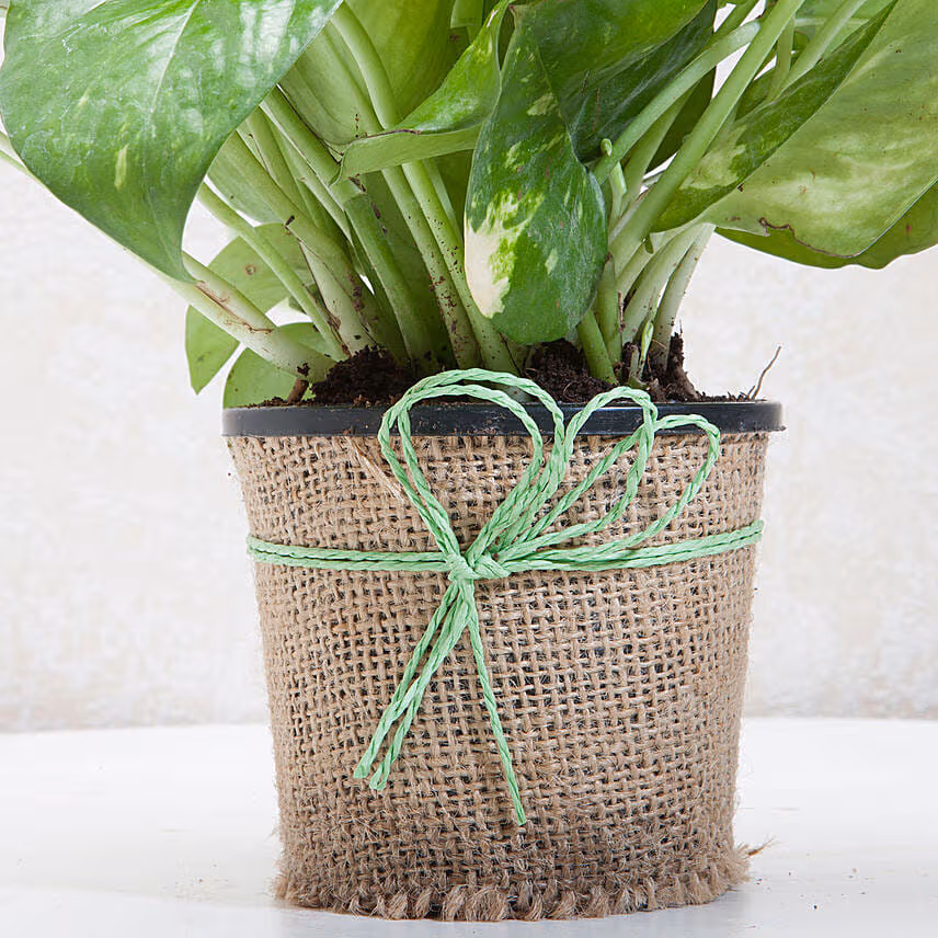 Classic Money Plant With Chocolate Cake