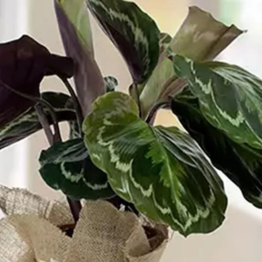 Calathea Plant with Jute Wrapping Pot