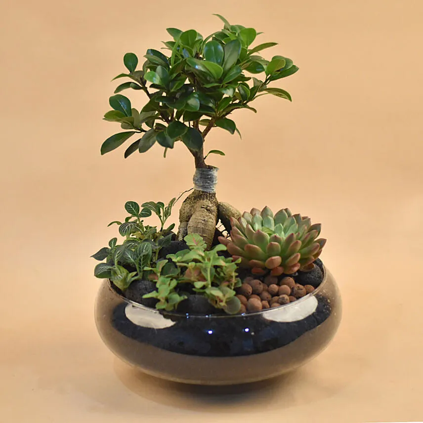 Mini Succulent Garden In Round Vase