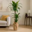 Elegant Twin-Stem Dracaena with Eco-Friendly Jute Wrap
