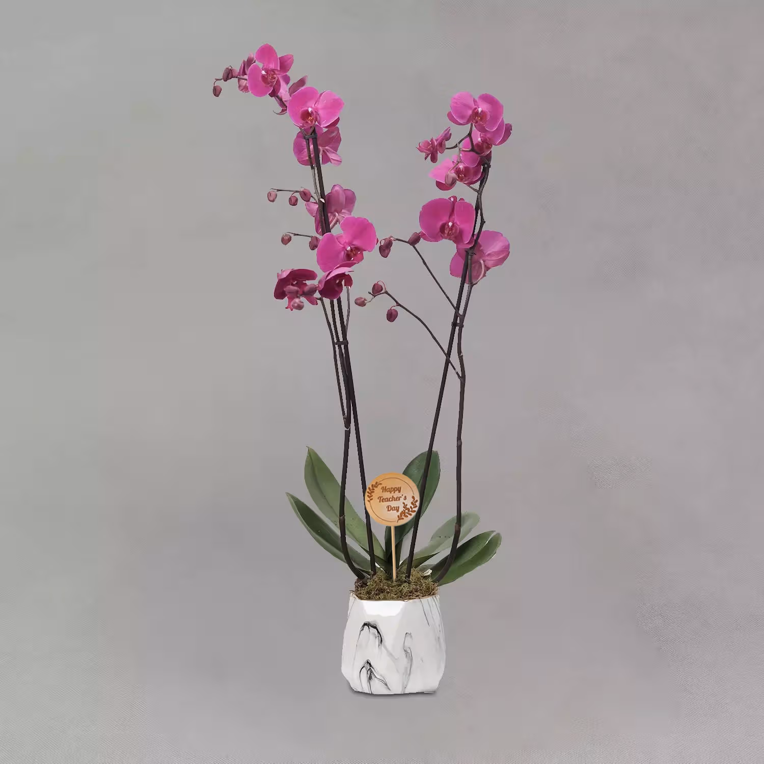 Elegant Purple Phalaenopsis Orchid in Grey Hexagon Pot – Perfect Teachers Day Gift