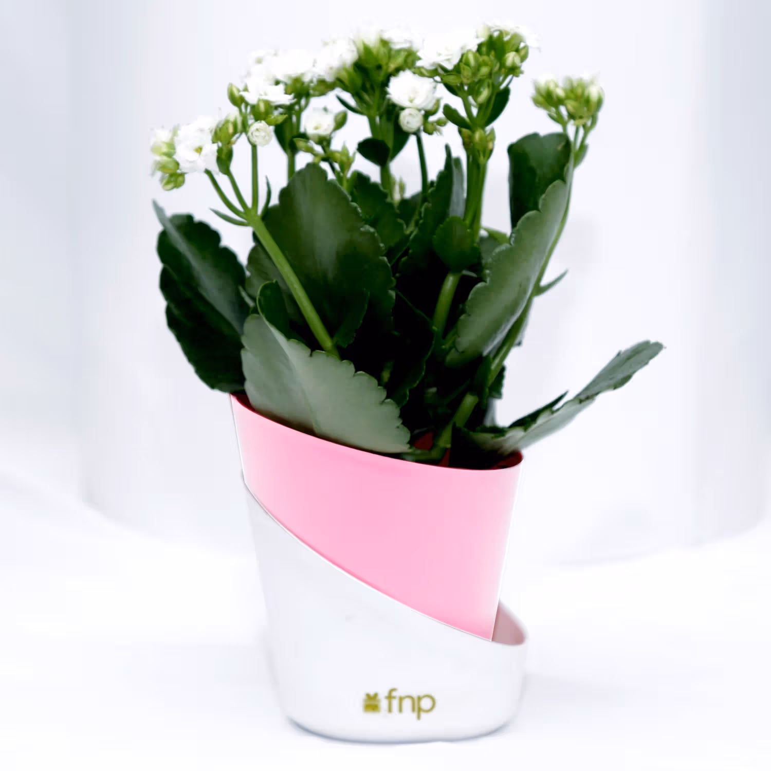 Elegant Kalanchoe Plant in Stylish Conical Pot - Perfect for Indoor & Outdoor Decor