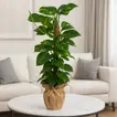 Lush Epipremnum Mosstok in a Stylish Jute Wrapped Pot