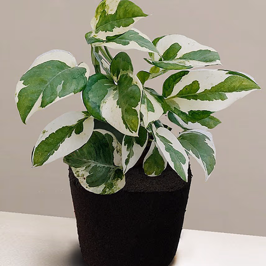 Foliage Epipremnum Plant