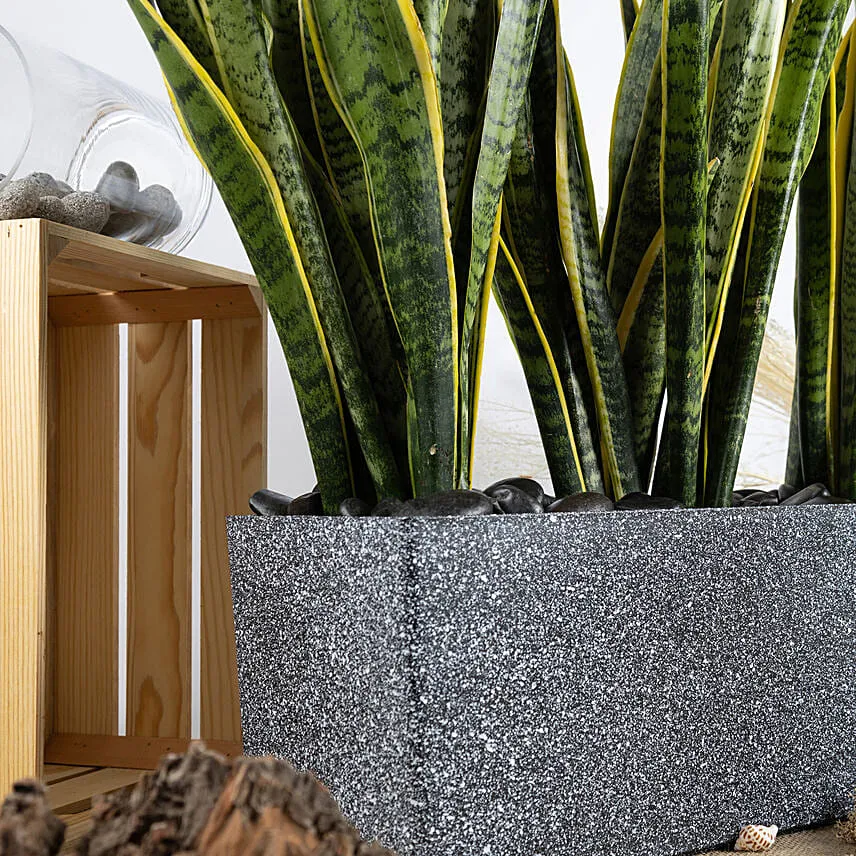 Nature s Finest Air Purifying Snake Plant Garden