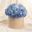 Blue Hydrangea Grand Box
