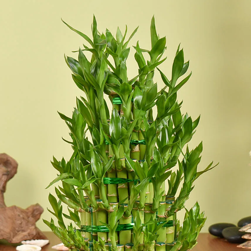 5 Layer Big Lucky Bamboo