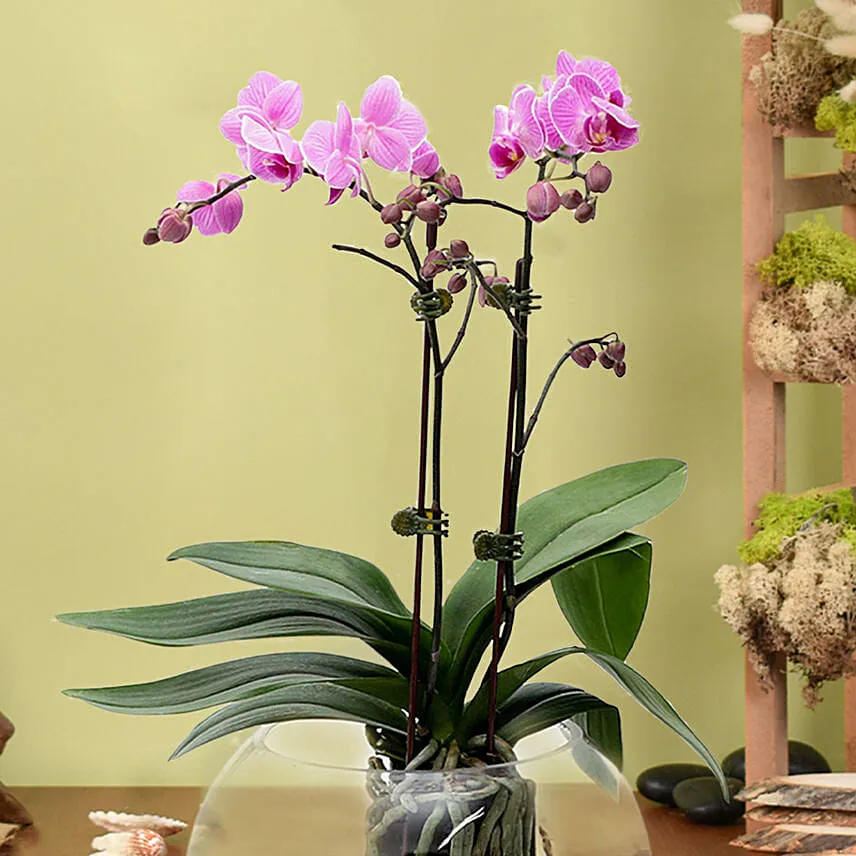 Mini Double Phalaenopsis In Fishbowl