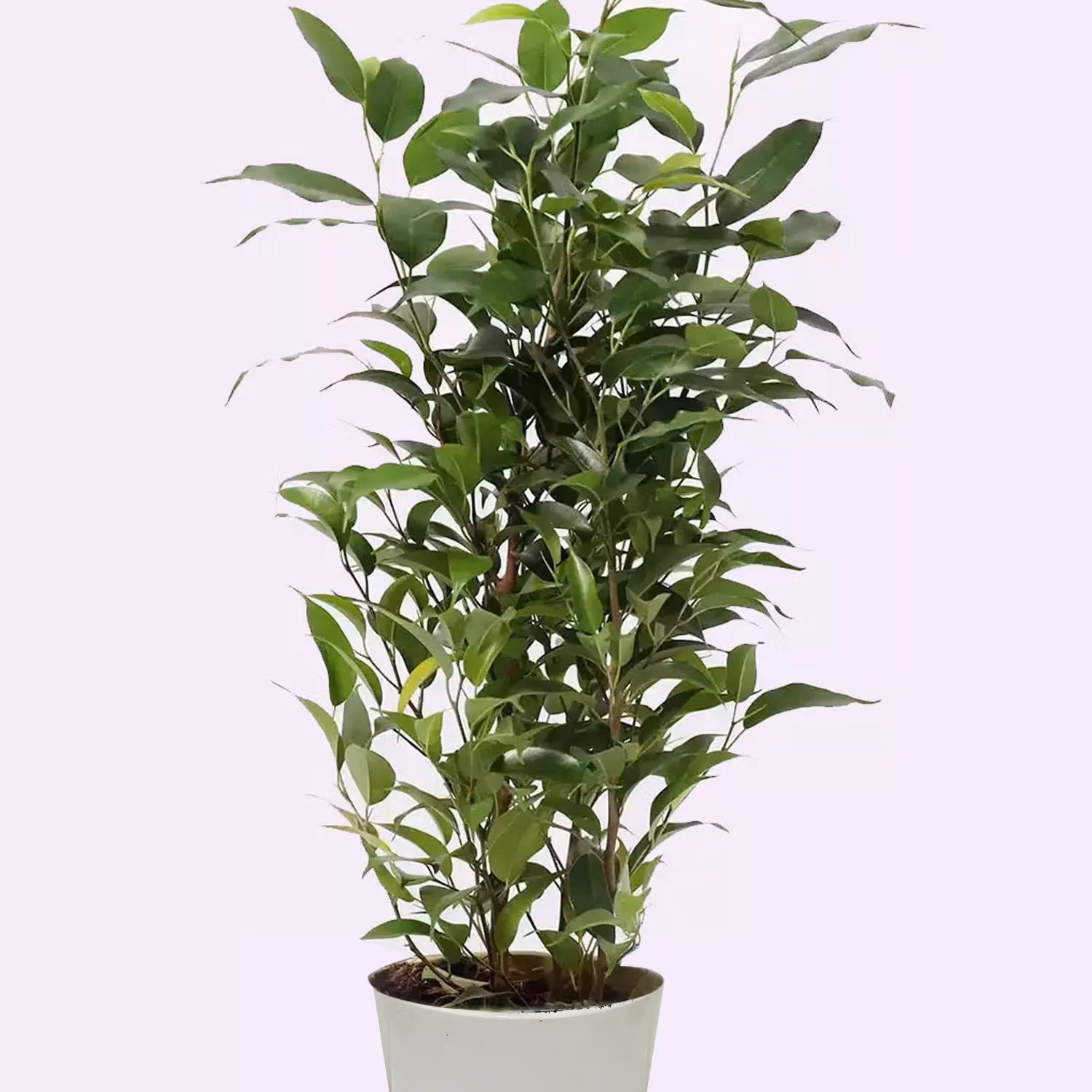 Ficus Plant In Pineapple Design Pot