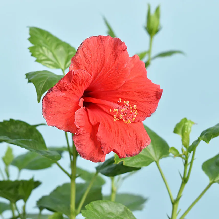 Flowering Hibiscus Plant In Plastic Pot