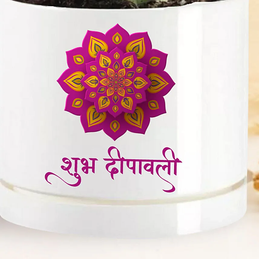 Shubh Diwali Echeveria Plant