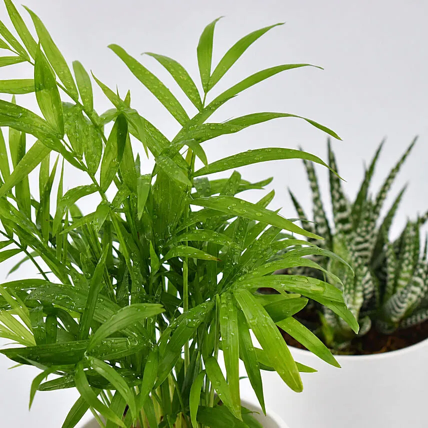 Chamadorea and Haworthia in Pots