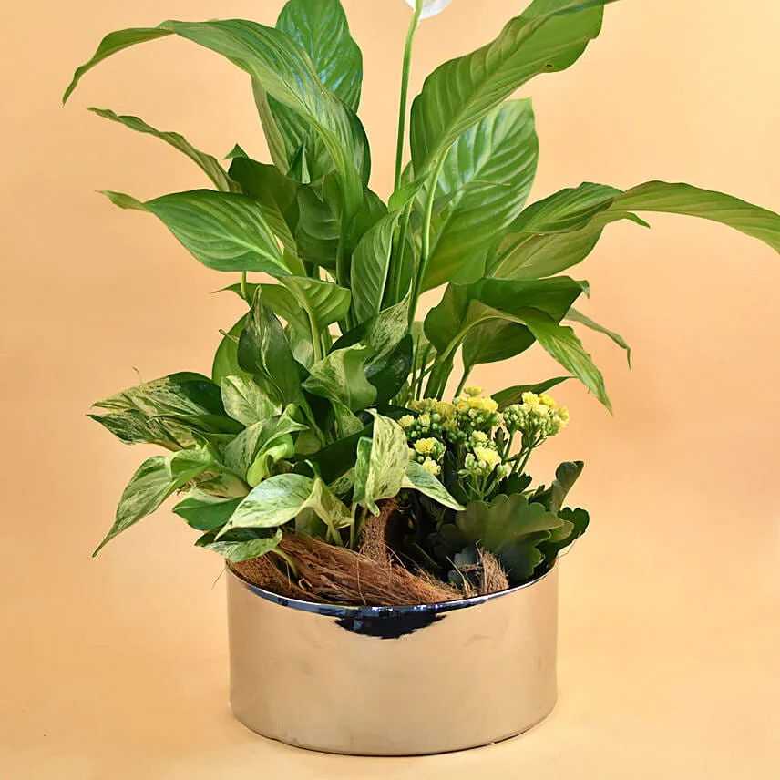 Green Flowering Plants In Silver Vase