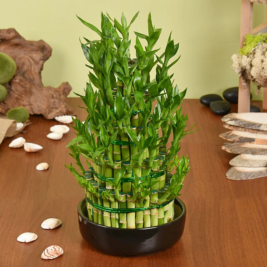 5 Layer Big Lucky Bamboo