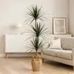 Elegant Indoor Dracaena Marginata Plant in Eco-Friendly Jute Wrapped Pot