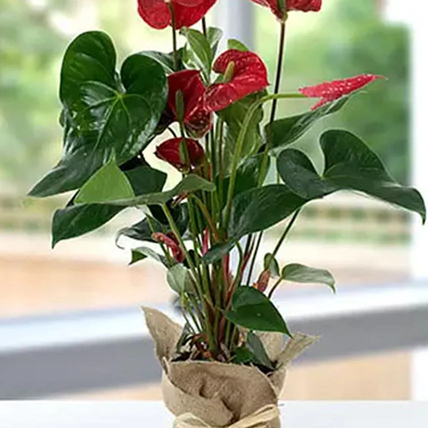 Red Anthurium Jute Wrapped Potted Plant