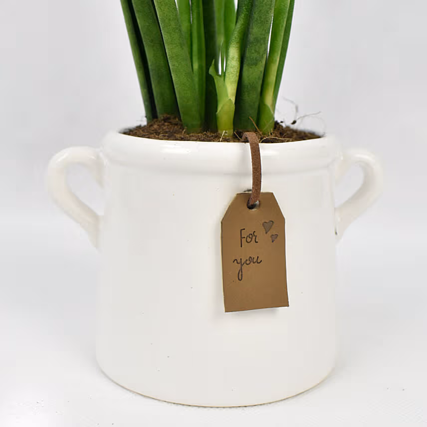 Small Sanseveria In Tea Pot Jar