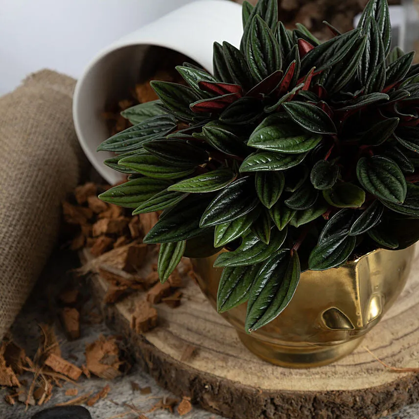 Natures Beauty Peperomia Caperata Plant