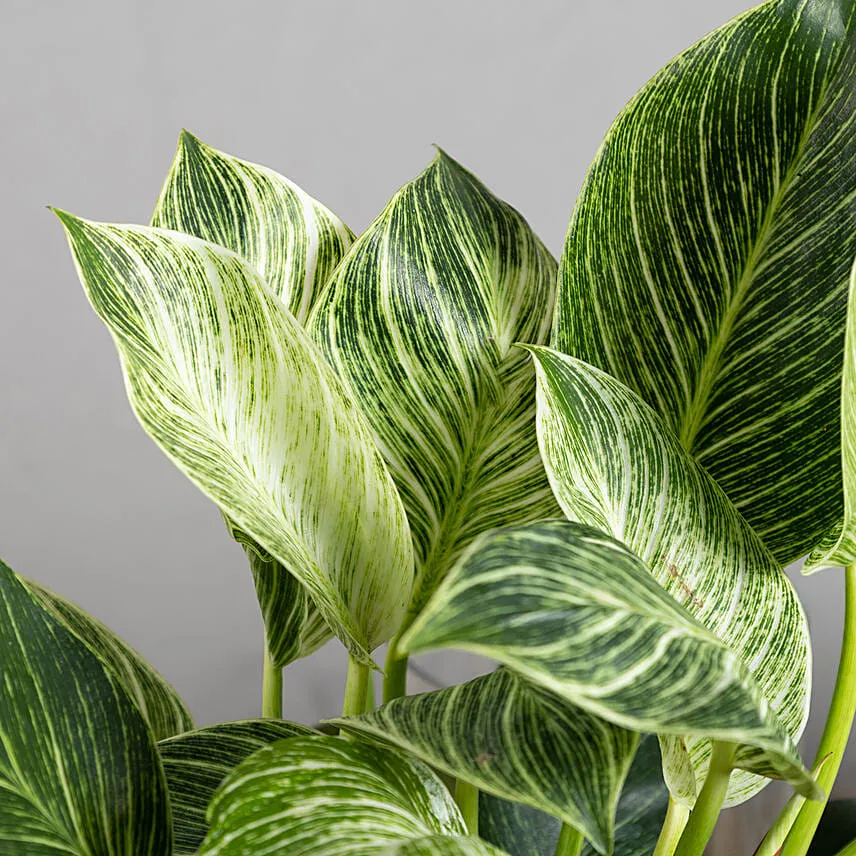 Philodendron Birkin