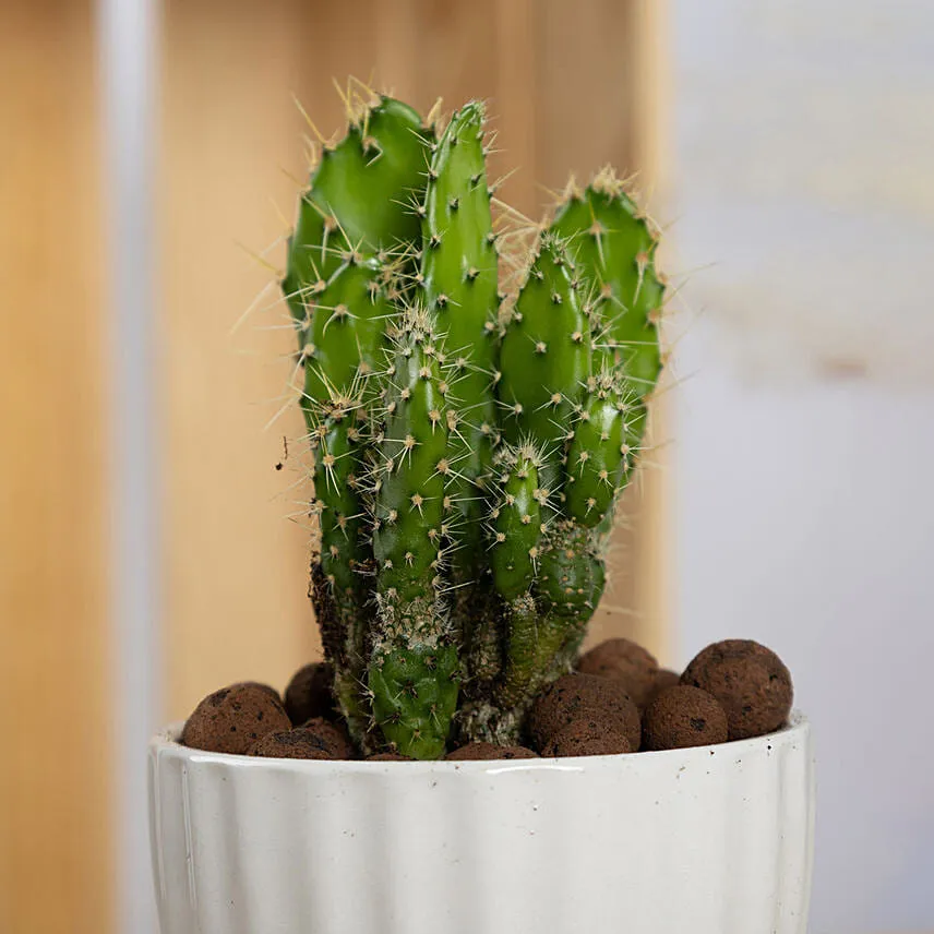 Set of 3 Small Cactus