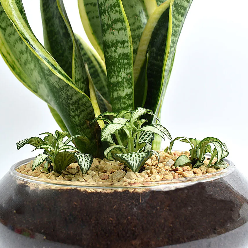 Snake Plant and Fittonia Dish