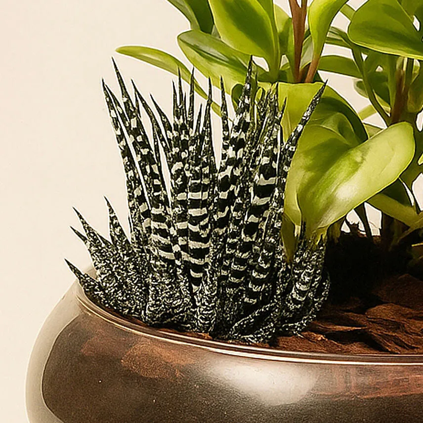 Fittonia With Peperomia Haworthia In Platter Planter