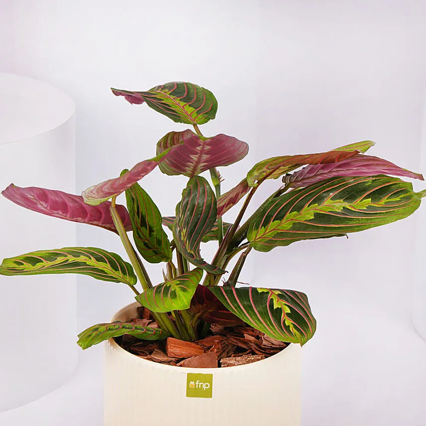 Maranta Potted Plant