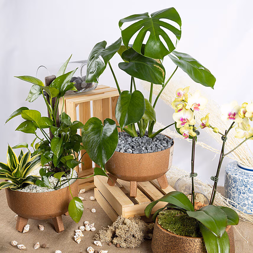 Radiant Plants Trio