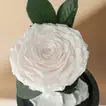 Eternal Elegance: White Preserved Rose in Glass Dome