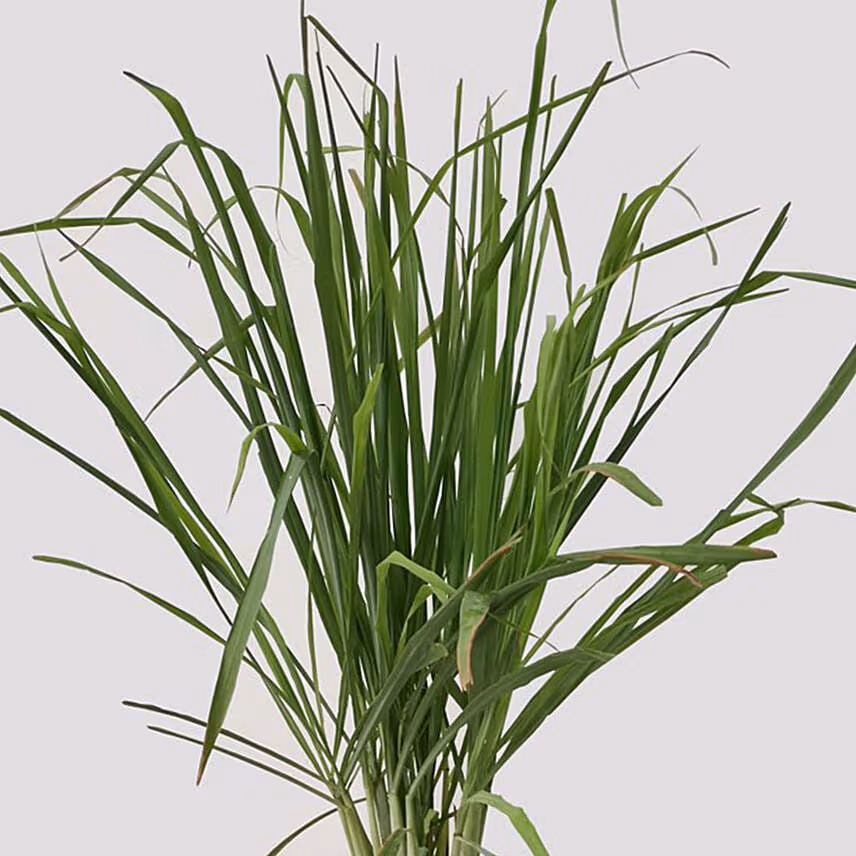 Cymbopogon Plant Pot