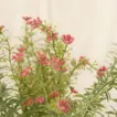 Red Flowering Artificial Plant