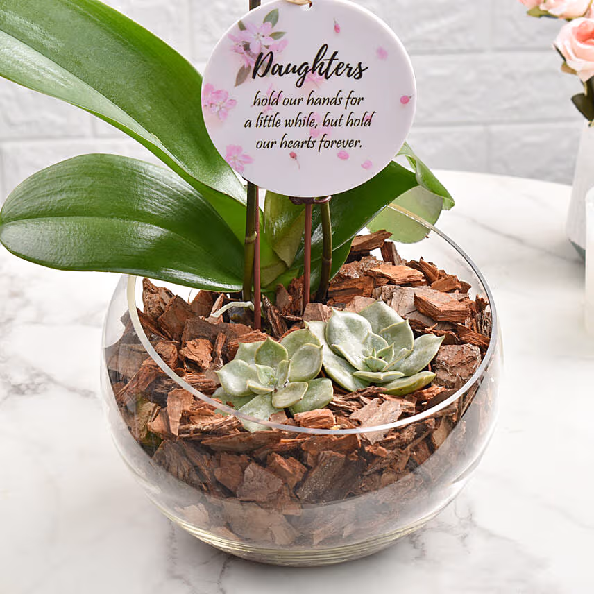 Love For Daughter Orchid Plant Arrangement