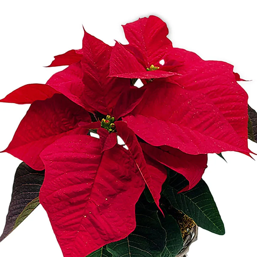 Etoile De Noel