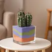 Vibrant Cactus Plant in Square Glass Jar with Colored Sand Layers