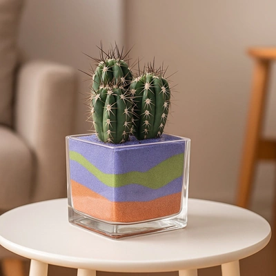 Vibrant Cactus Plant in Square Glass Jar with Colored Sand Layers
