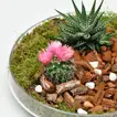 Deluxe Succulent Plant Gift Set with Glass Tray