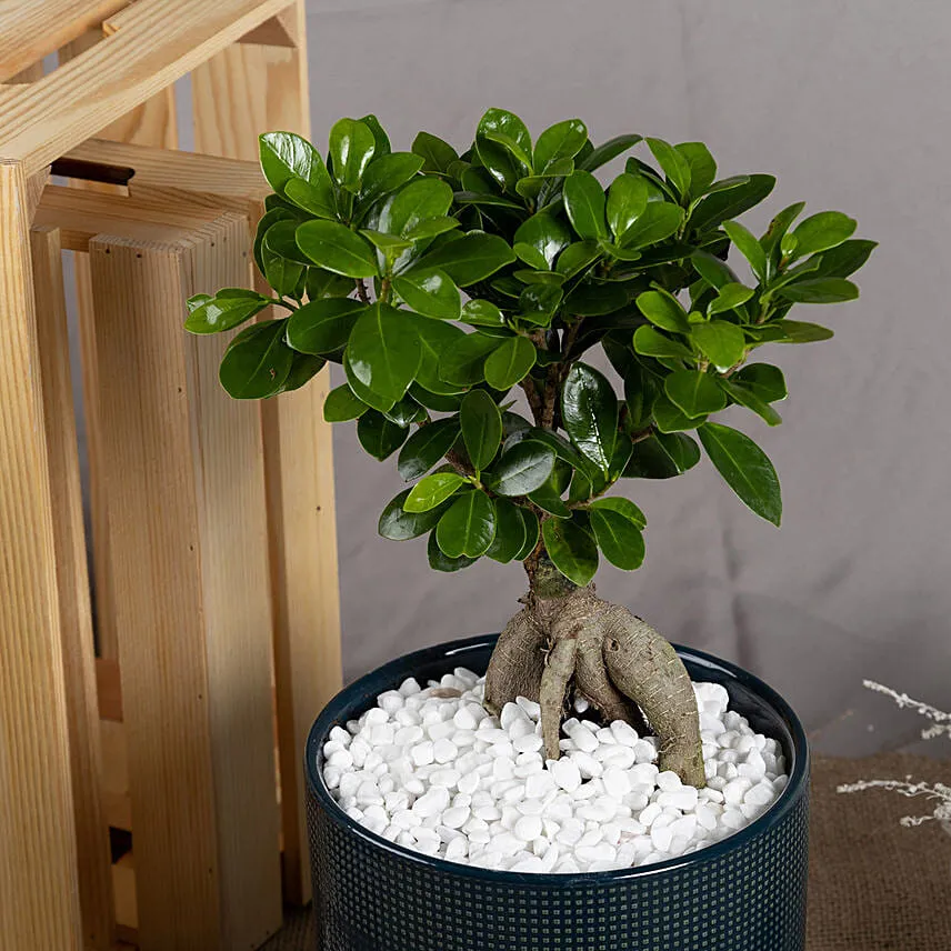 Ficus Bonsai in a Premium Planter